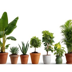 Fototapeta premium Collection of potted plants isolated on white background