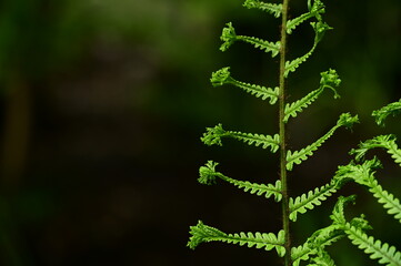 Beautiful photos of ferns in gardens, capturing their delicate fronds, lush textures, and natural...