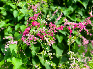 Vibrant Pink Antigonon leptopus Flowers Blooming in Lush Green Foliage