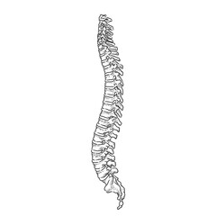 Human spine in black and white sketch form