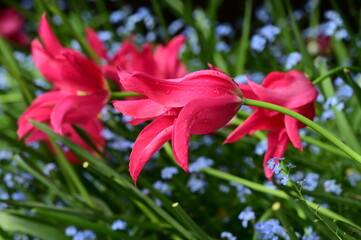Close-up photos of tulips in full bloom, capturing their vibrant colors, delicate petals, and...