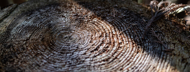 古びた木の年輪の背景	