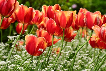 Fototapeta premium Close-up photos of tulips in full bloom, capturing their vibrant colors, delicate petals, and graceful forms. 