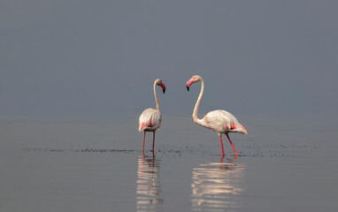 African wild birds. Two great flamingos on the blue lagoon in the morning