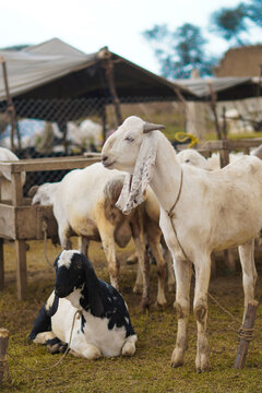 Goats for Eid ul Adha Qurbani, including Jamnapari and Beetal breeds, resting at a bustling market.
