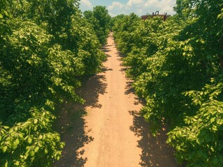 Fototapeta premium Aerial view of a tree-lined path