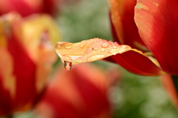 Close-up photos of tulips in full bloom, capturing their vibrant colors, delicate petals, and...