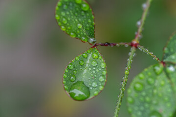雨に濡れた葉っぱ	