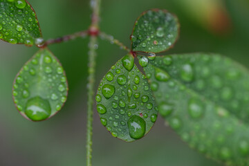 雨に濡れた葉っぱ	