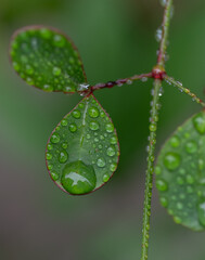 雨に濡れた葉っぱ	