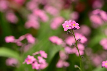 Beautiful and colorful flowers in bloom at the Butchart Gardens, Victoria, BC, Canada