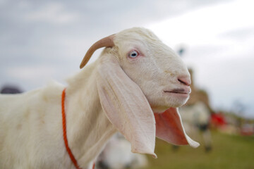 Eid ul Adha cattle market: Elegant white goat with long ears and captivating blue eyes, ready for Qurbani.