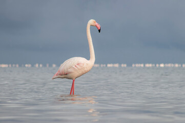 Elegant pink flamingo wading through a vivid blue lagoon on a sunny day. Ideal for wildlife, birdwatching, tropical nature, and travel-related creative content.