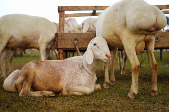 Healthy sheep, resting at a bustling Eid ul Adha Qurbani market, ready for sacrifice.