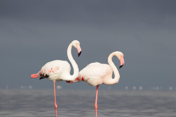 Wild african birds. Two Great african flamingos  walking around the blue lagoon against bright sky