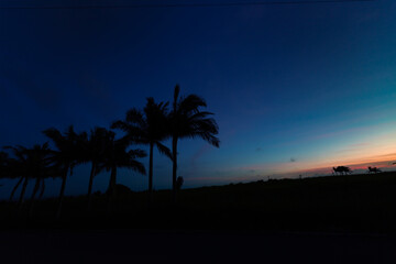 石垣島の黄昏シルエット：ヤシの木々とマジックアワーのグラデーション Twilight Silhouettes in Ishigaki: Palm Trees and the Magic Hour Gradation