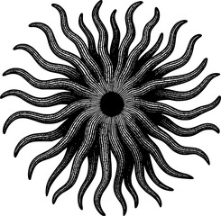 Abstract Sea Anemone Illustration – Tentacle-Inspired Line Art