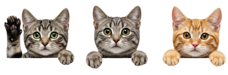 Three cute tabby kittens peeking over edge, isolated on transparent background