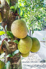 Healthy, ripe jackfruit on a leafy tropical tree branch, a sweet and delicious organic food from...