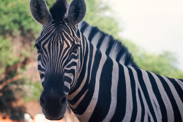 Naklejka premium Close-up of a zebra in the wild, photographed in Namibia. Ideal for wildlife, safari, African nature, animal patterns, and travel-themed creative projects.