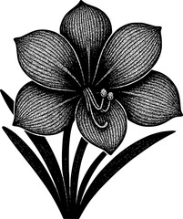 Vintage Botanical Illustration of an Amaryllis Flower