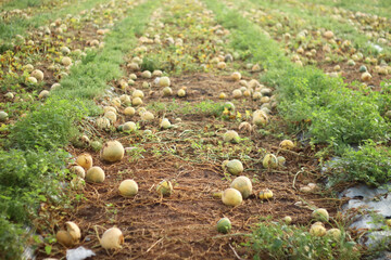 Photo of melons in the garden that failed to harvest.