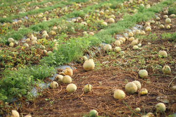 Photo of melons in the garden that failed to harvest.