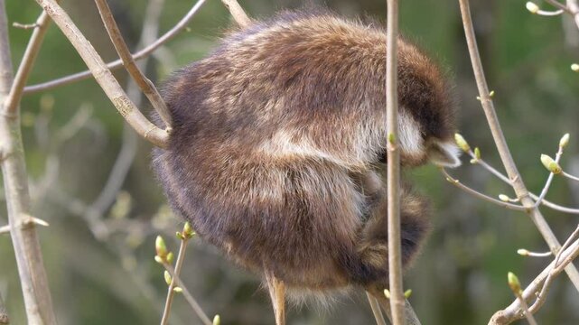 slow motion of a Garden Dormouse (Eliomys quercinus) curled up and sleeping on bare tree branches