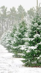 Snowy Christmas trees in a row