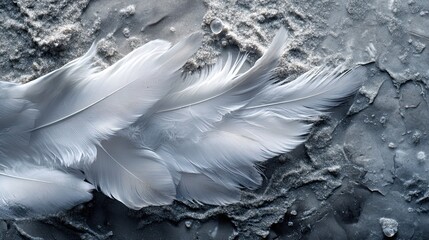 Ethereal swan wing feathers resting gently upon a textured frosted shoreline as if whispering secrets of the wind and