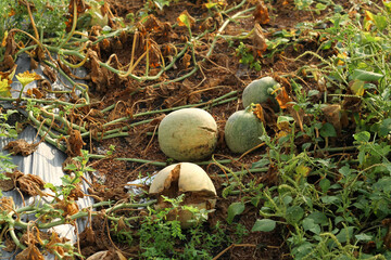 Photo of melons in the garden that failed to harvest.
