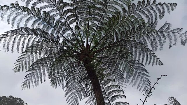 Cyathea lepifera 