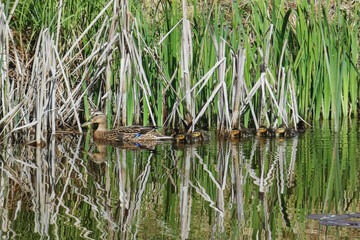 A mother duck swims with her ducklings in a pond surrounded by tall grass.