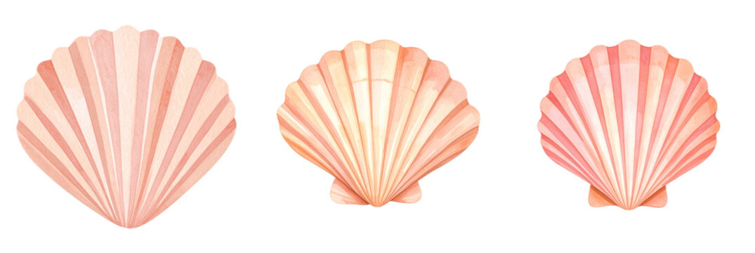 Three watercolor scallop seashells aligned