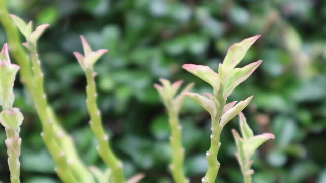Pedilanthus tithymaloides or  zigzag plant