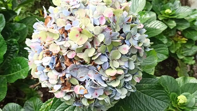 beauty of Hydrangea macrophylla 