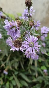 purple aster flowers