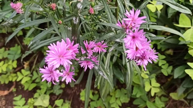 the pink aster flower