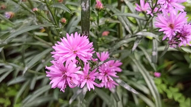 the pink aster flower