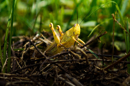 close-up of a grasshopper on the grass