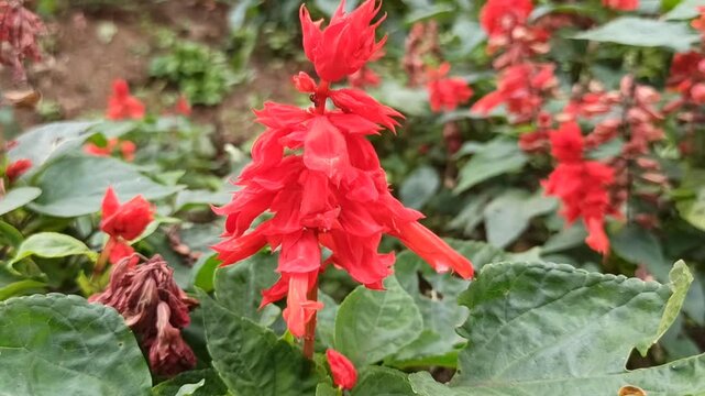 Salvia splendens in the garden