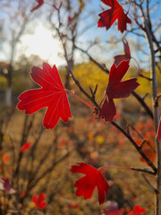 Red Autumn Leaf in Sunset Backlight Close Up Vertical