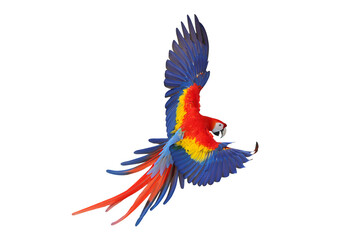 Colorful flying Scarlet Macaw parrot isolated on transparent background png file