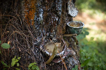Close-up of resin collection cups on a pine tree trunk showing fresh sap flowing from cuts. Traditional method of tree tapping in a forest environment