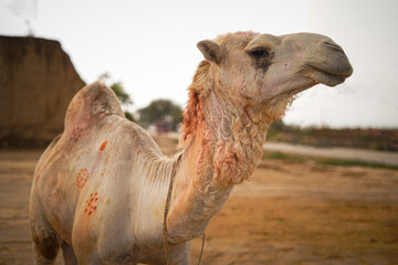 Close-up of a decorated camel with red markings, ideal for travel, culture, and desert animal...