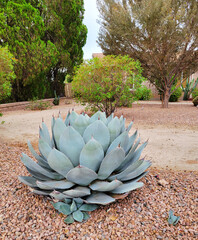 Agave parryi var huachucensis also known as Huachuca Agave succulent in desert style xeriscaped garden, Phoenix, AZ