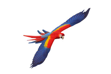 Colorful flying Scarlet Macaw parrot isolated on transparent background png file