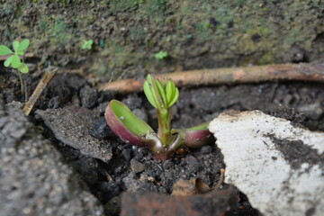 small green sprout