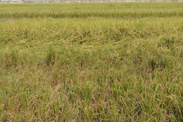 Ready-to-harvest Yellow Rice plantation on the Indonesian field destroyed by heavy rain 