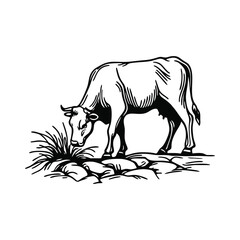 Fototapeta premium Cow on Cliff Logo Vector – Agriculture and Ranching Symbol Graphic
